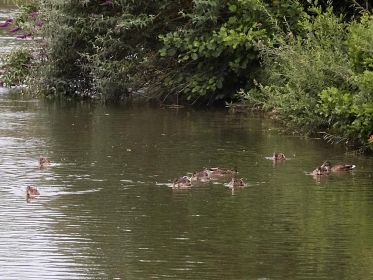 7390_amperstausee_200724