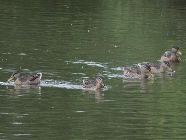 7391_amperstausee_200724