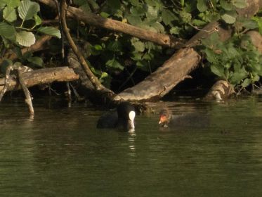 7394_amperstausee_200724