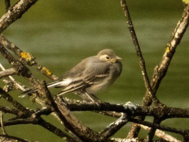 7418_amperstausee_200724