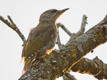 7483_amperstausee_200724