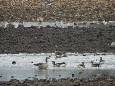 Graugänse auf Acker bei Steinlach