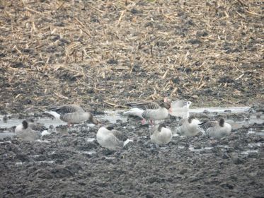 Graugänse auf Acker bei Steinlach