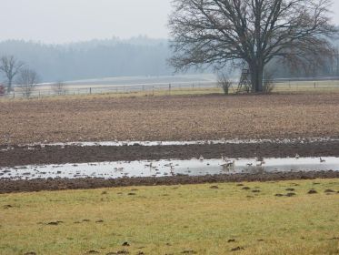 Graugänse auf Acker bei Steinlach