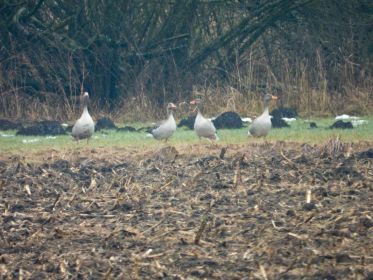 Graugänse auf Acker im hinteren Bereich