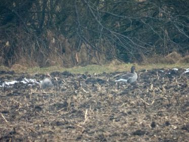 Graugänse auf Acker im hinteren Bereich