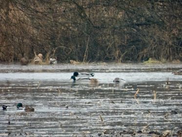 Auf dieser überschwemmten Fläche hielten sich am Vortag, 30. Januar 2021, zahlreiche Graugänse auf