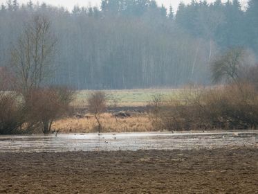 Auf dieser überschwemmten Fläche hielten sich am Samstag, 30. Januar 2021, zahlreiche Graugänse auf