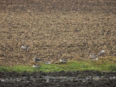 Graugänse auf Acker bei Steinlach