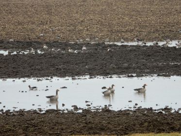 Graugänse auf Acker bei Steinlach