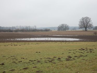 Graugänse auf Acker bei Steinlach