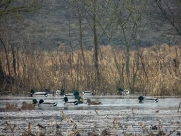 Heute dort Dutzende Stockenten, gestern Graugänse