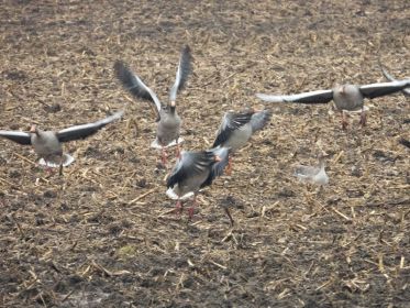 Graugänse fliegen auf