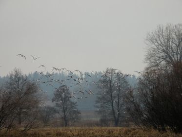 Graugänse fliegen auf und davon