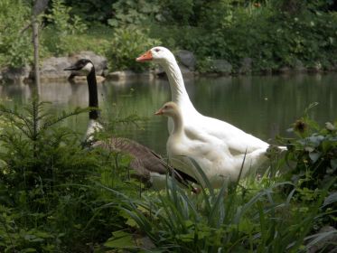 Die Gänseschar flüchtet vor dem Geräusch eines Gartengeräts, vielleicht ein Rasenmäher