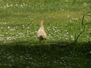 Die Gänsegruppe bog scharf rechts ab ins Wasser; das Gänschen hat den Anschluss verloren...