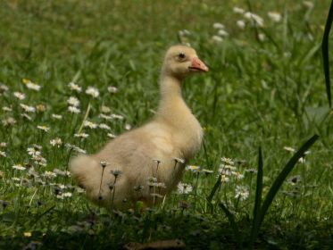Aus dem Wasser war ein kurzer Gänseruf zu hören, wohl der einer Kanadagans. Gleich gesellt sich das Kleine wieder zu den anderen.