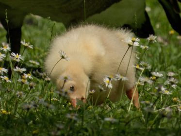 Wenige Minuten später kehrt die fünfköpfige Gänsegruppe aus dem Wasser wieder aufs Gras zurück.