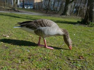 Graugans in der Tandlerschlucht