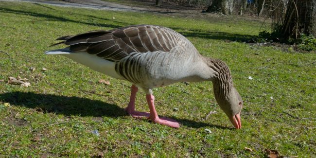 Graugans in der Tandlerschlucht