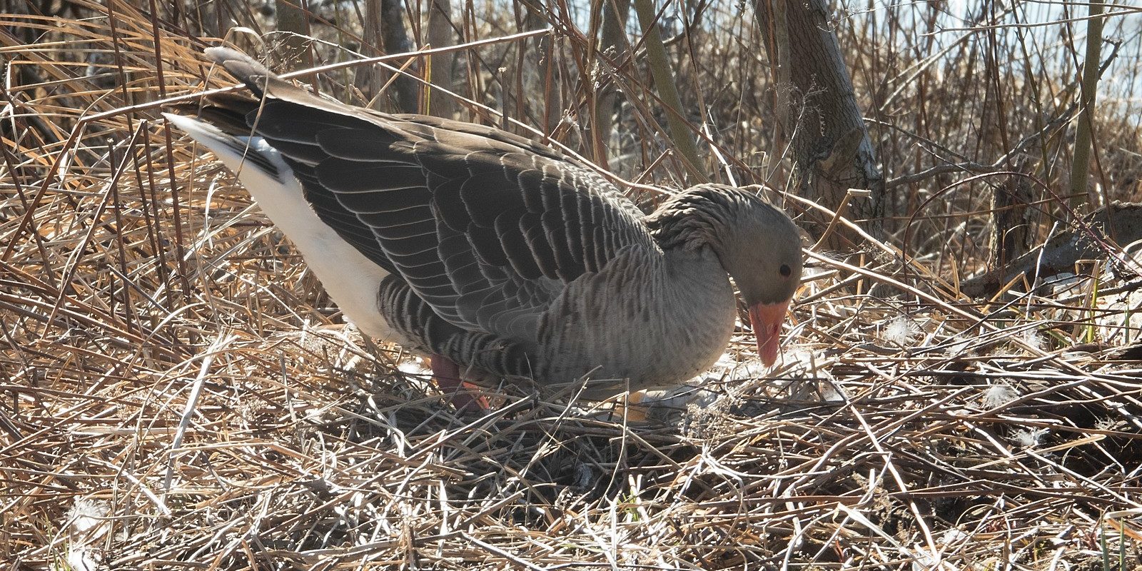 Das Nest in Nahansicht
