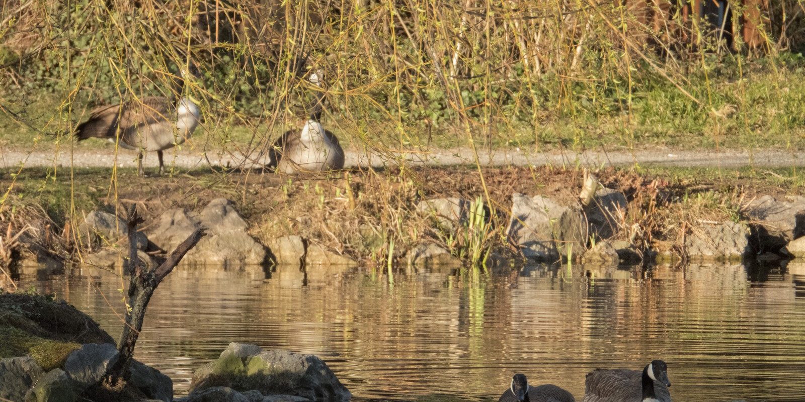 Die beiden Kanadaganspaare tauschten lautstark “Unfreundlichkeiten” aus