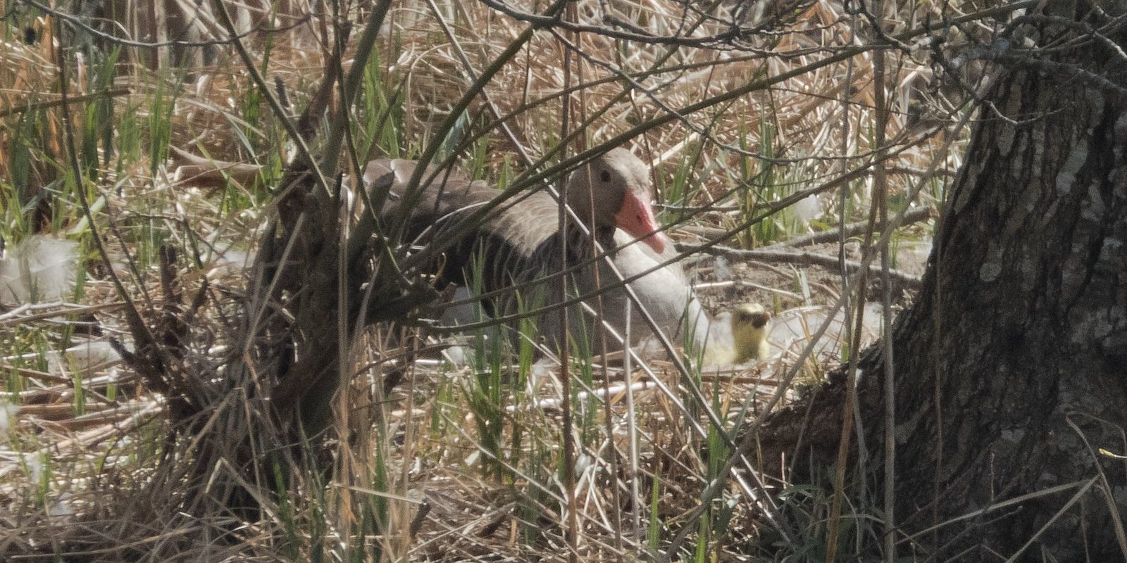Graugansnachwuchs im Nest