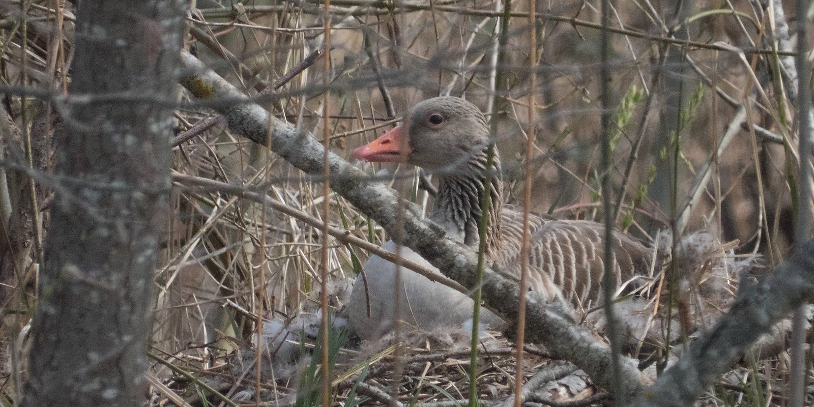 Graugans im Nest