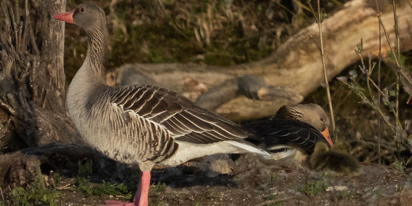 3638_amperstausee_200421