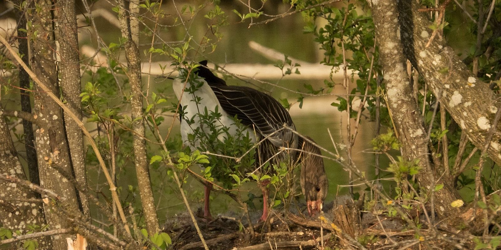 3785_amperstausee_200424