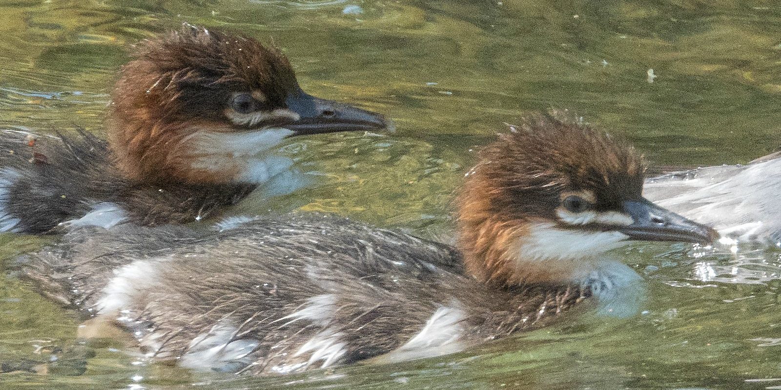 3968_amperstausee_200425