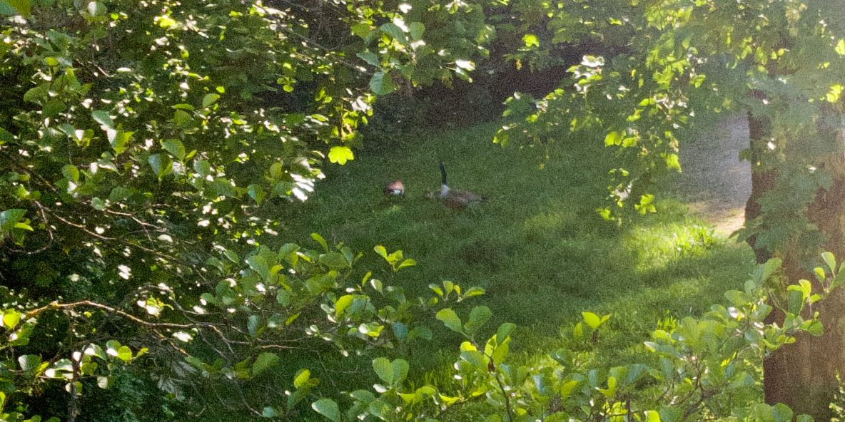 200519_bergerweiher_200519