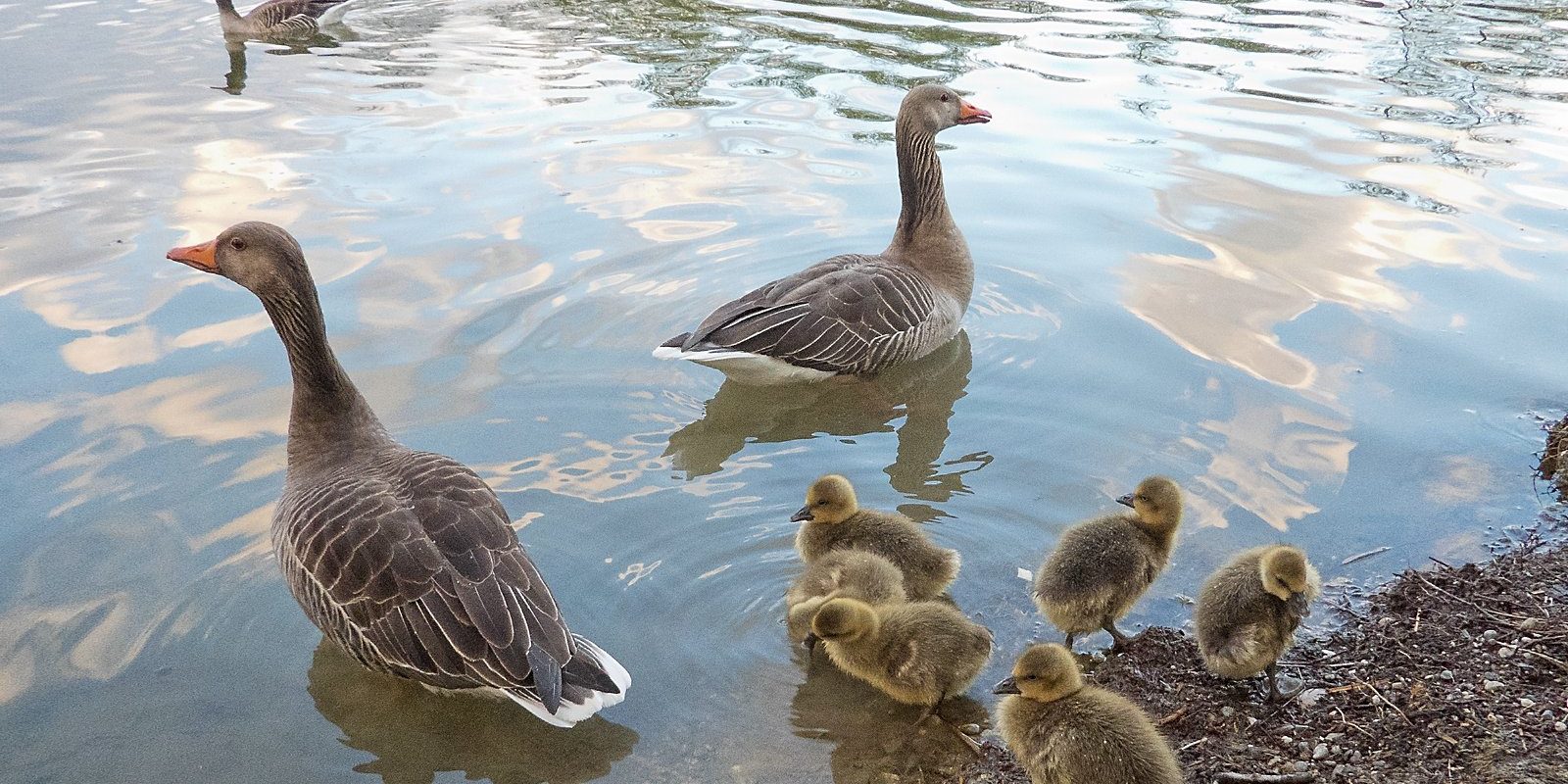 4331_amperstausee_200429