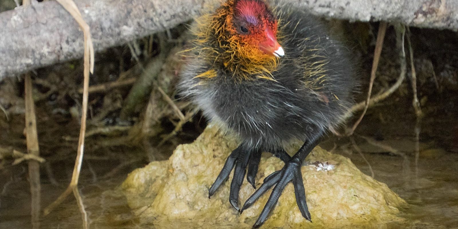 4393_amperstausee_200501