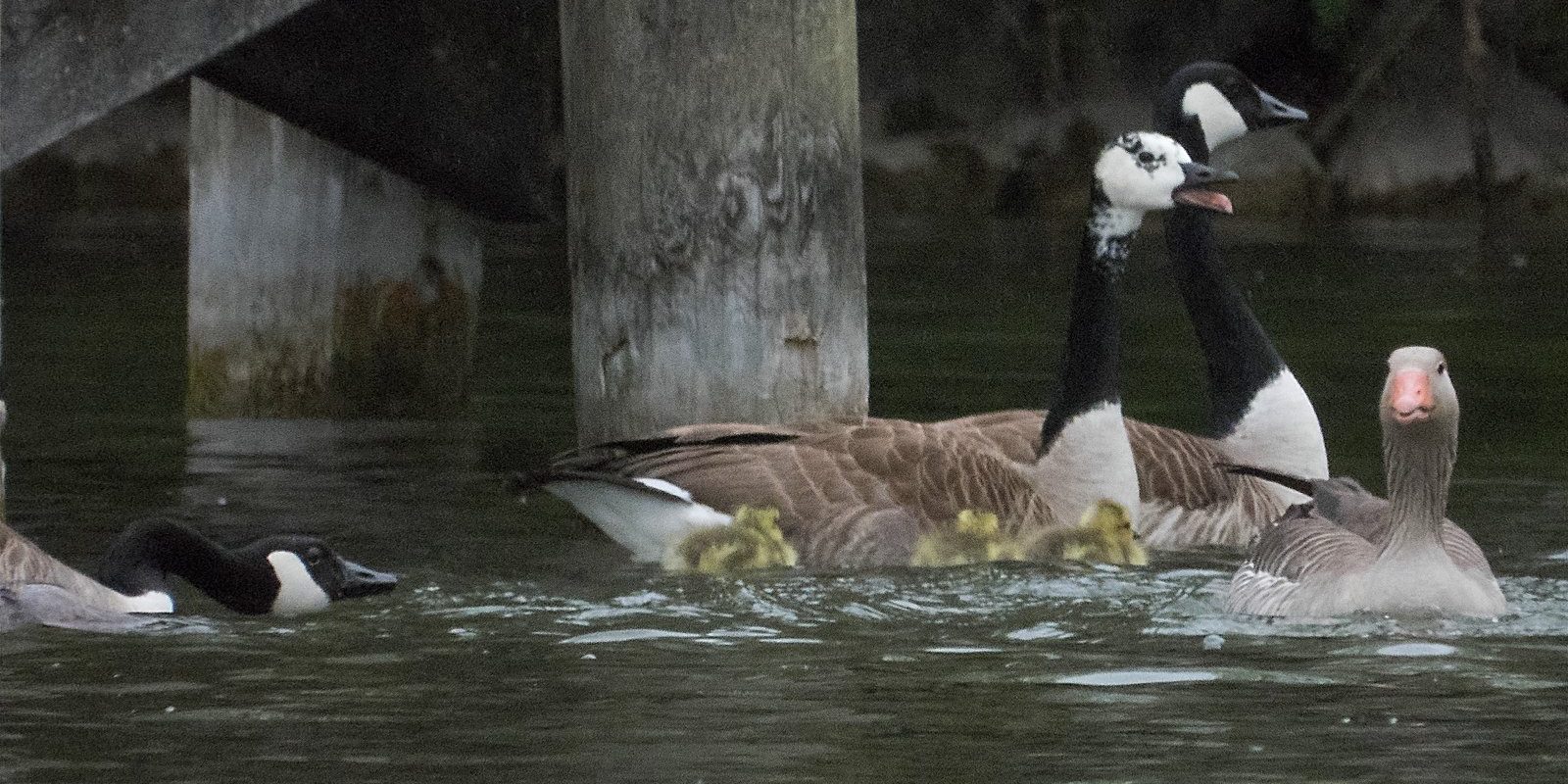 4517_amperstausee_200502