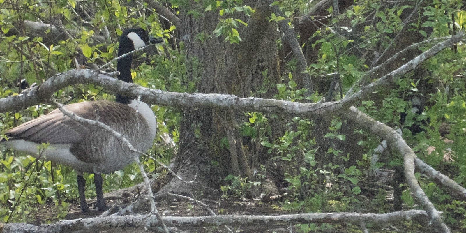 4755_amperstausee_200503