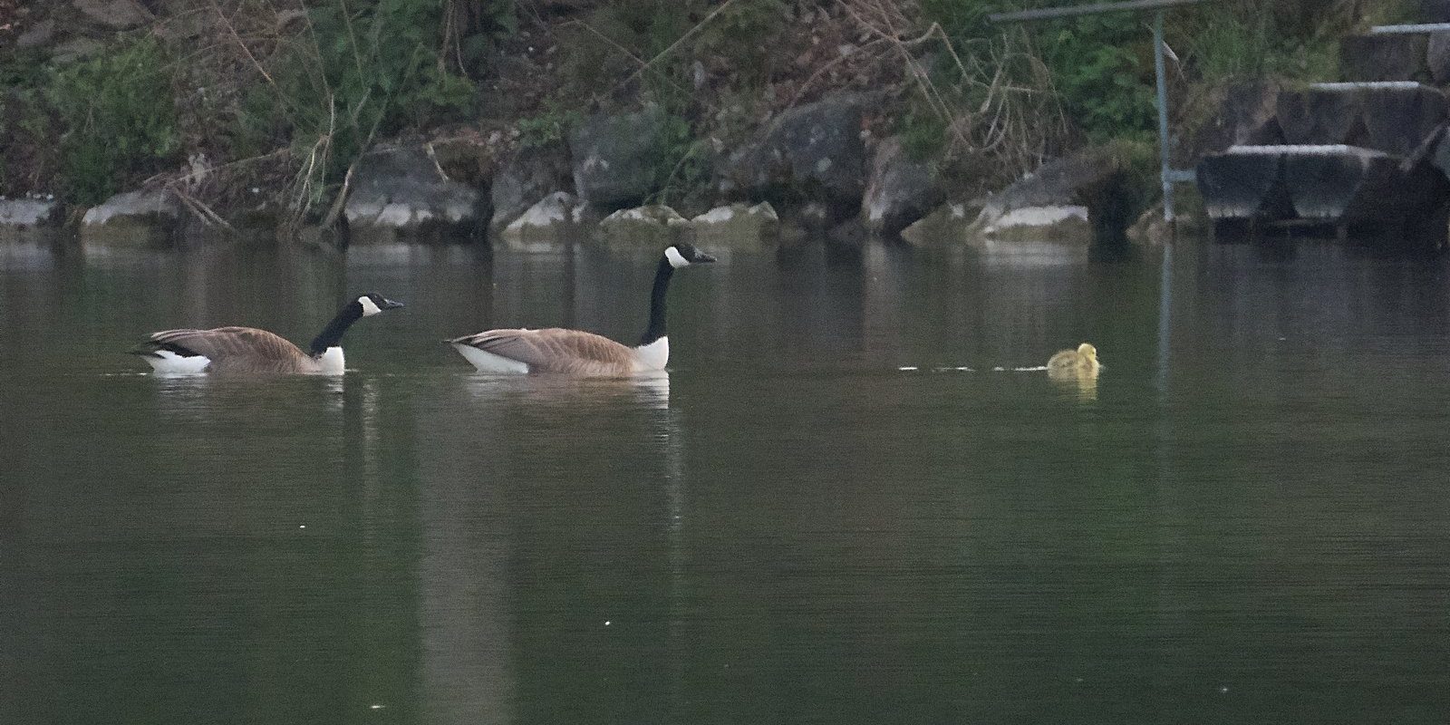 4762_amperstausee_200505