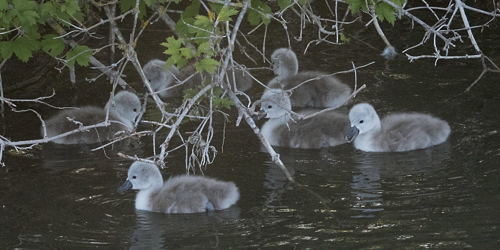 4862_amperstausee_200507