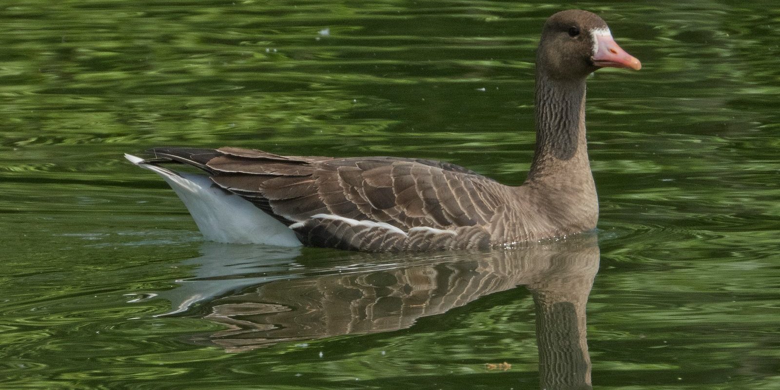 5342_amperstausee_200509