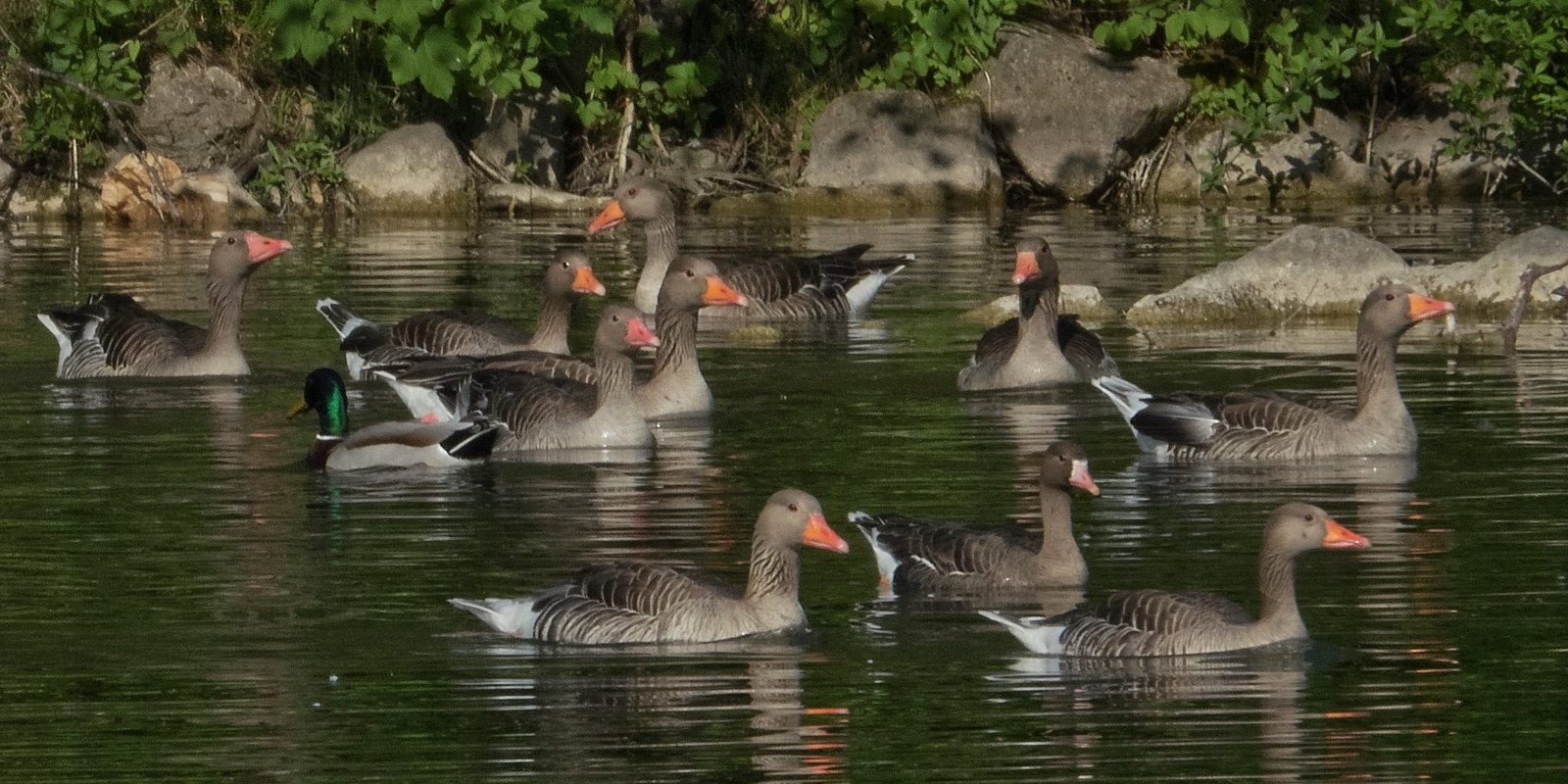 5433_amperstausee_200510