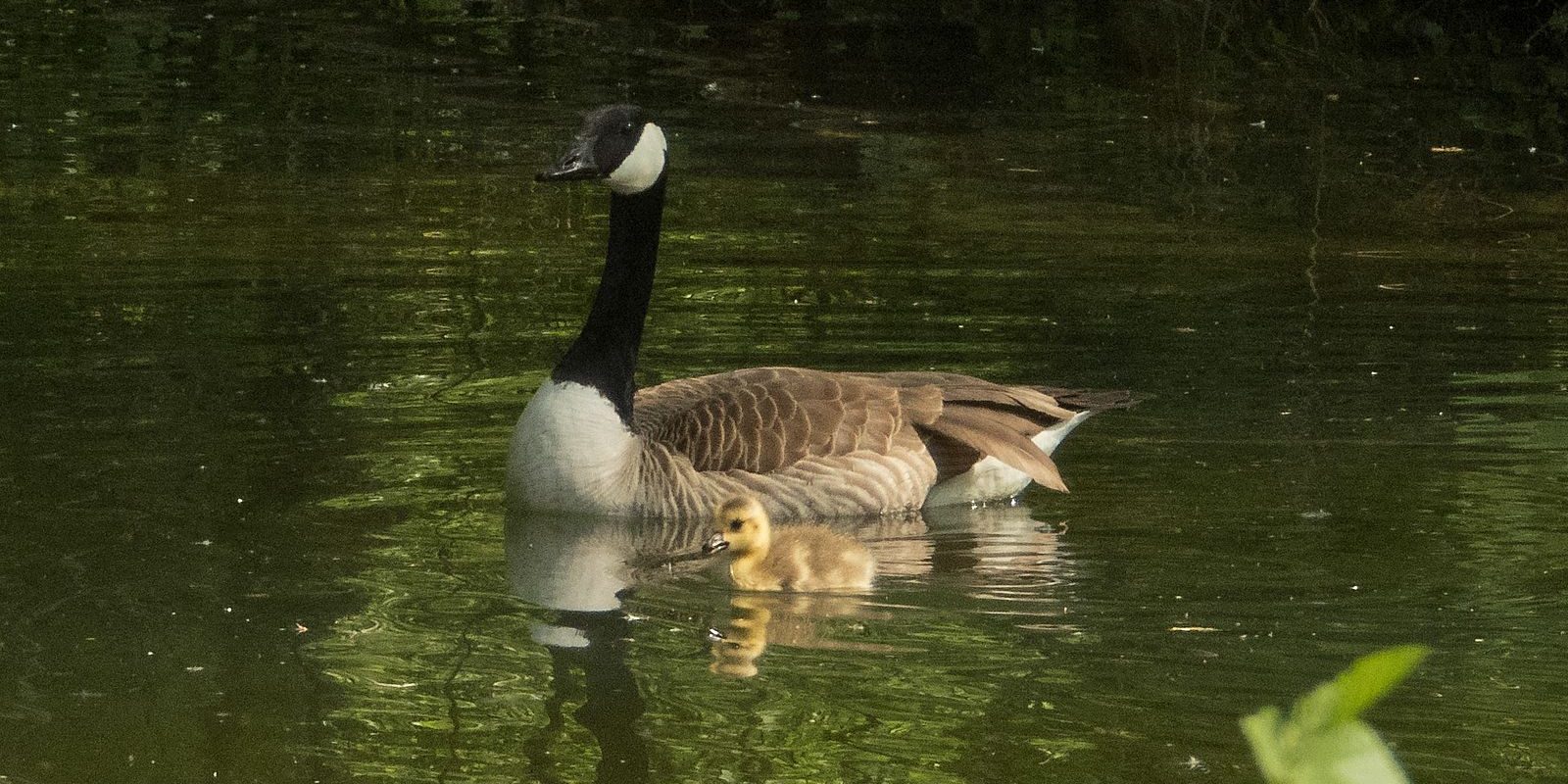 5740_amperstausee_200516