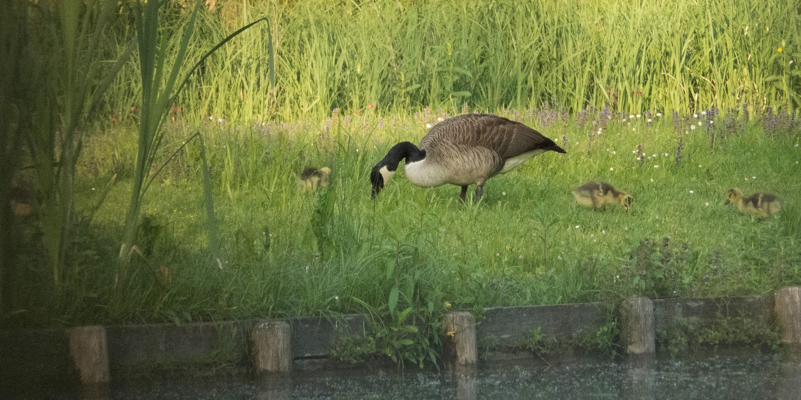 5907_amperstausee_200520