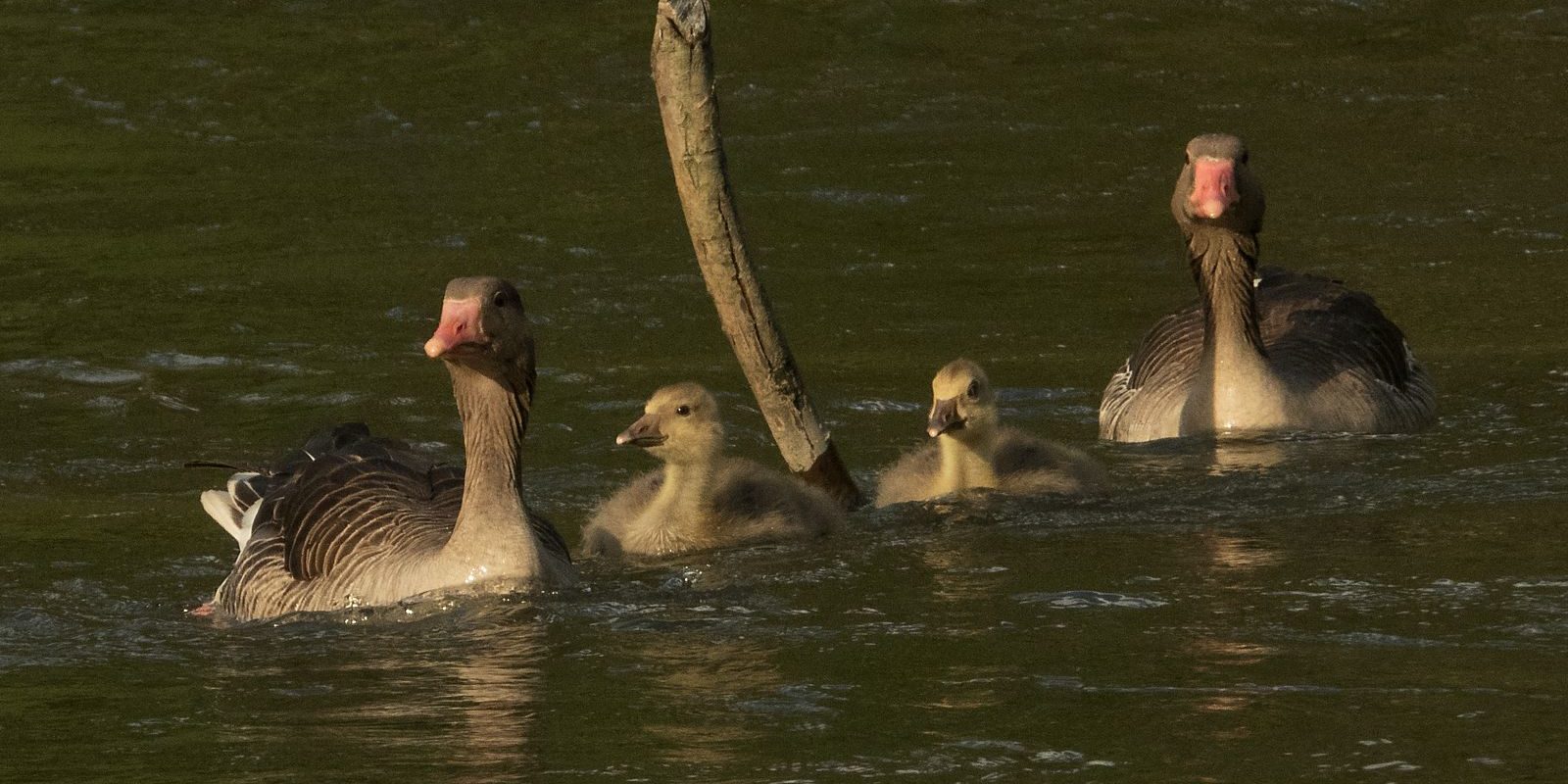 6875_amperstausee_200625