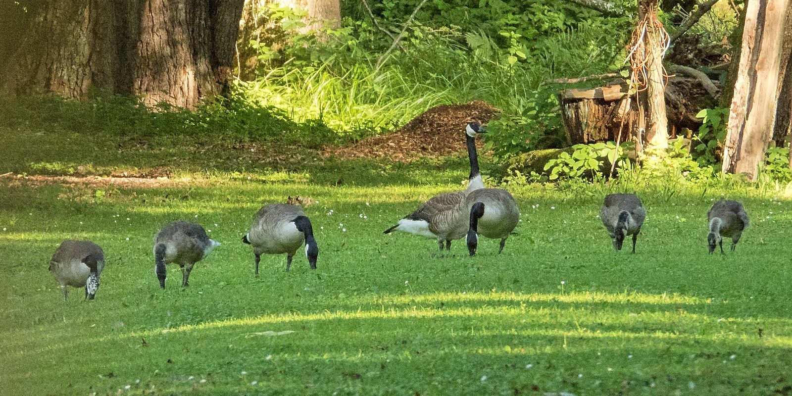 6955_amperstausee_200704