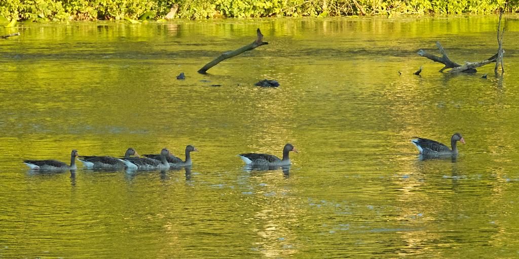 7795_amperstausee_200805